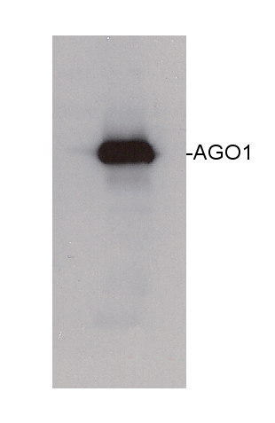 western blot using anti-AGO1 antibodies